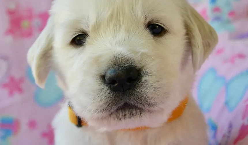 Por Que Meu Cachorro Idoso Chora o Tempo Todo?
