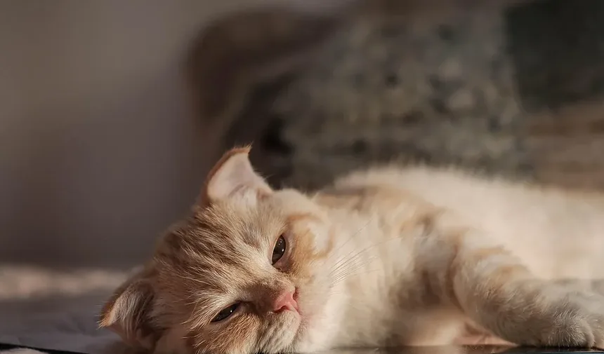 Por que meu gato fica hiperativo após a cirurgia? Entendendo o comportamento pós-cirúrgico