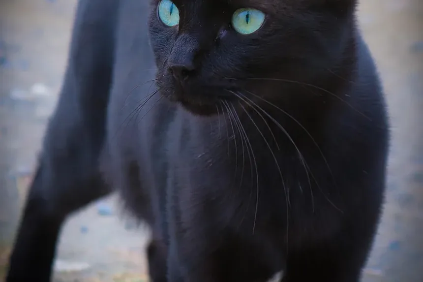 Por que meu gato fica hiperativo após a cirurgia? Entendendo o comportamento pós-cirúrgico