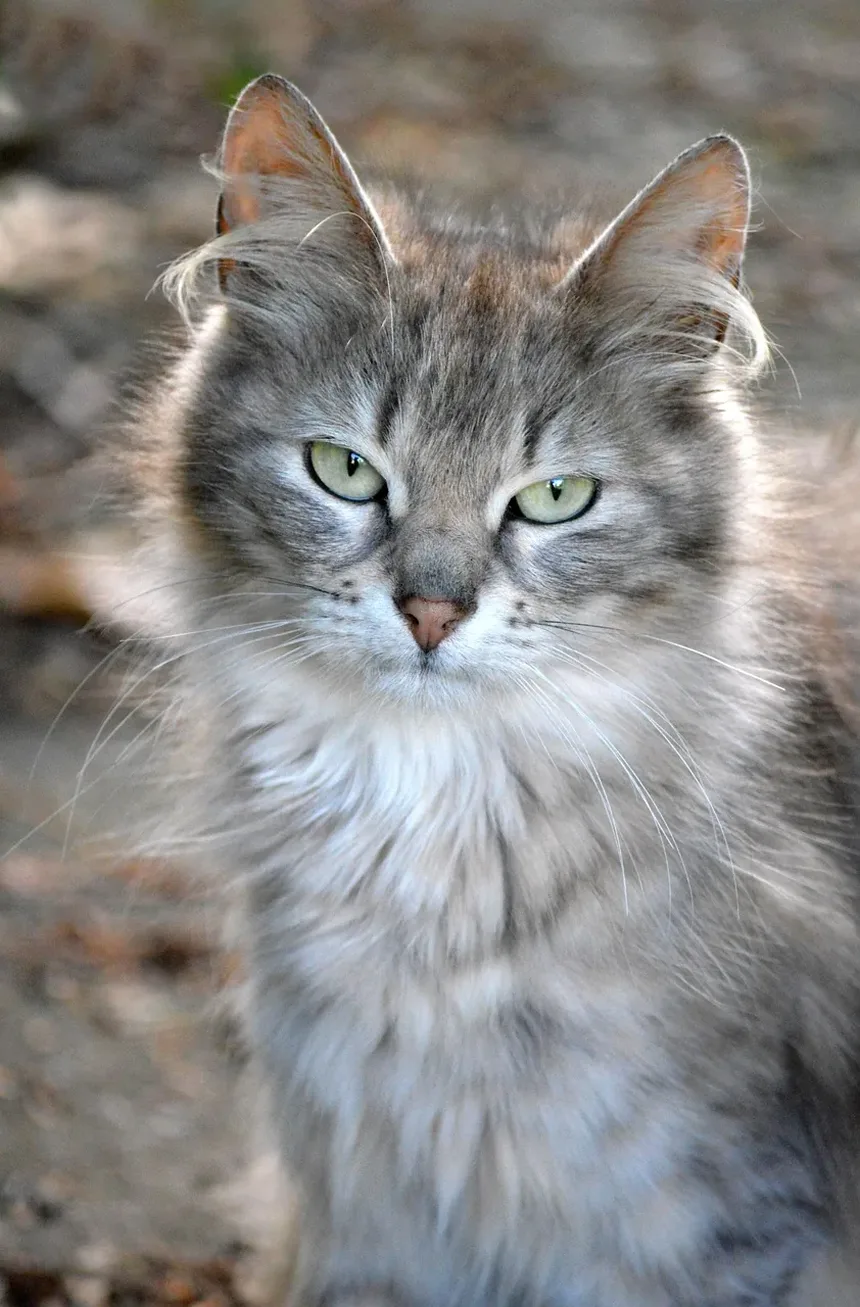 Por que meu gato está repentinamente agressivo com meu outro gato após a cirurgia?