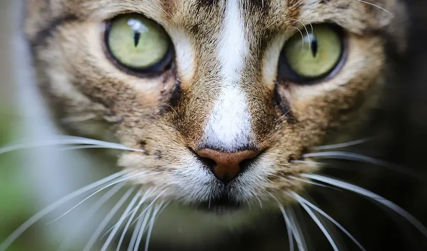 Por que meu gato está repentinamente agressivo com meu outro gato após a cirurgia?