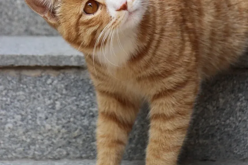 Por que meu gato está repentinamente agressivo com meu outro gato após a cirurgia?