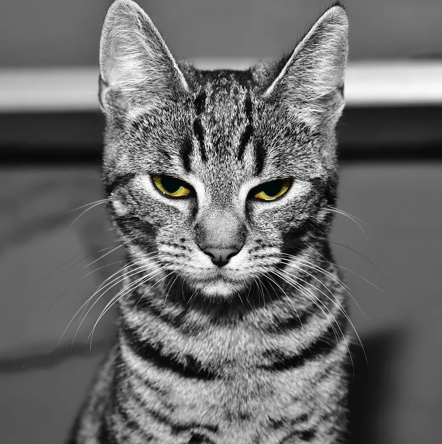 Por que o Olho do Meu Gato Está Avermelhado? Entendendo Causas e Soluções