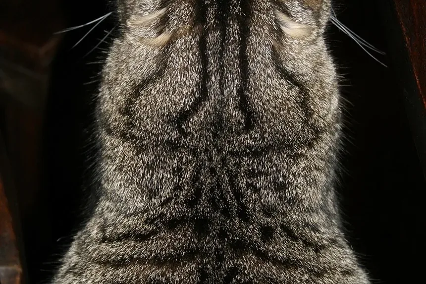 Por que o Olho do Meu Gato Está Avermelhado? Entendendo Causas e Soluções