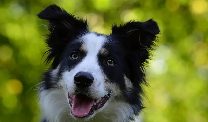 Por que meu cachorro está choramingando constantemente após a cirurgia?