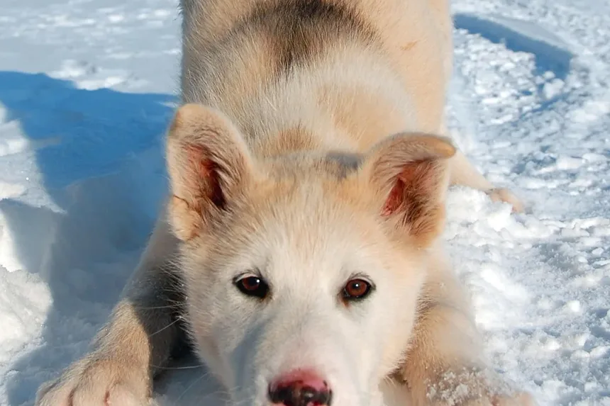 Por que meu cachorro está choramingando constantemente após a cirurgia?