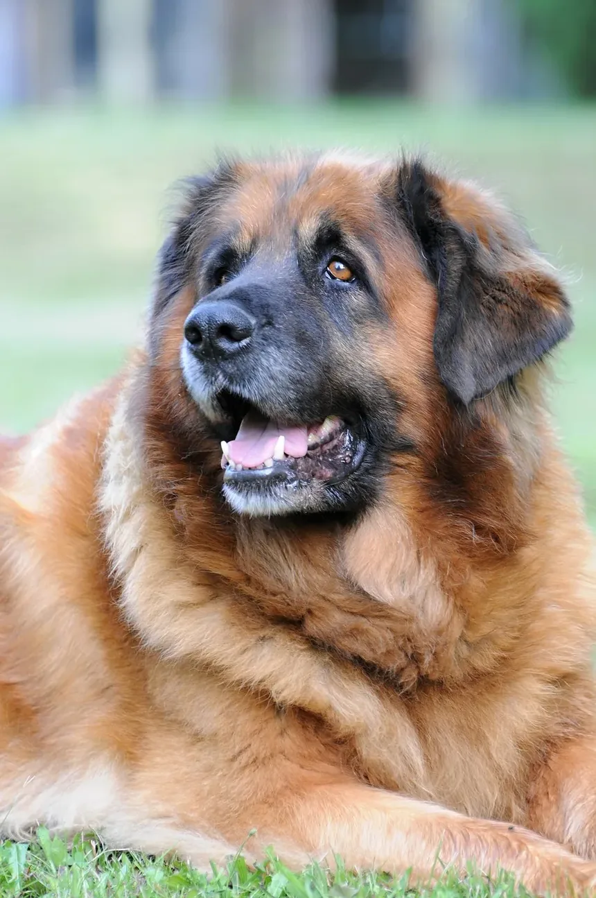 Por que meu cão macho está constantemente choramingando e ofegante?