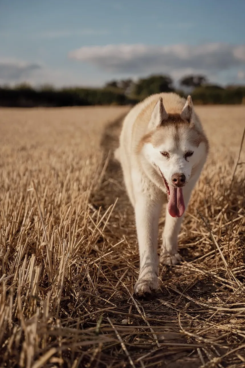 Por Que Meu Cão Macho Está Choramingando Constantemente Pela Manhã?