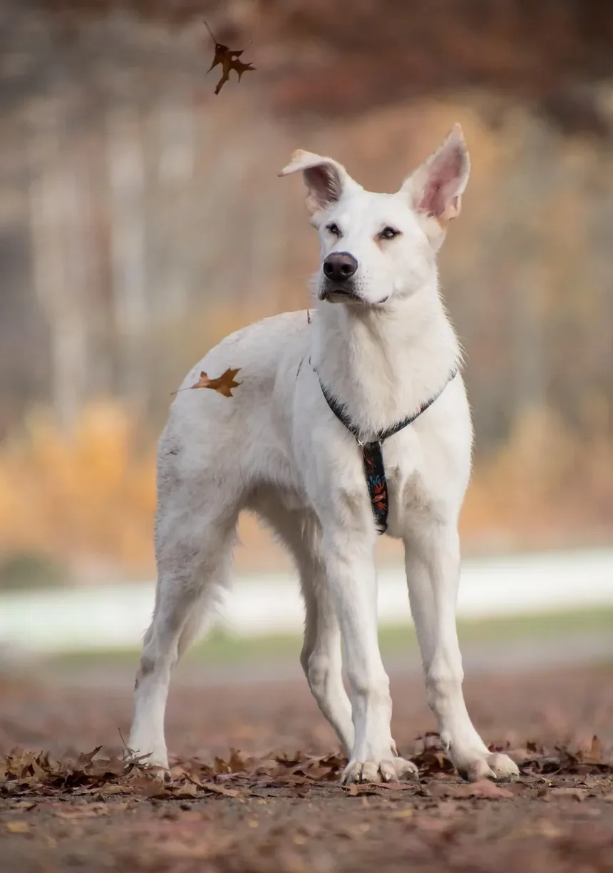 Por Que Meu Cão Macho Está Choramingando Constantemente Pela Manhã?