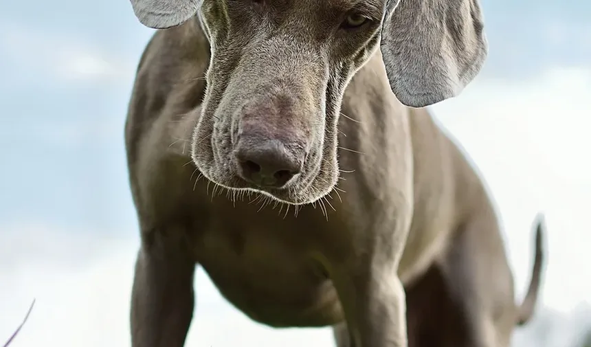 Por Que Meu Cão Macho Está Choramingando Constantemente Pela Manhã?