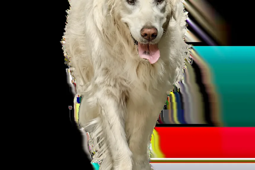 Por Que Meu Cão Macho Está Choramingando Constantemente Pela Manhã?
