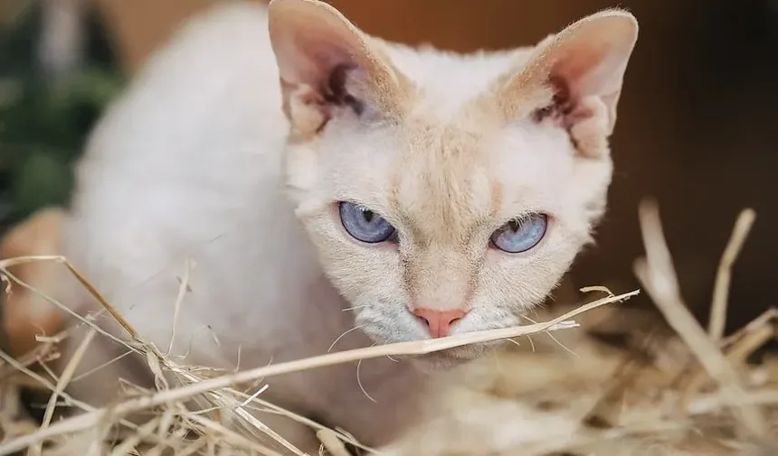 Uma Mordida de Gato Cicatriza Sozinha? Entendendo o Tratamento e Cuidados