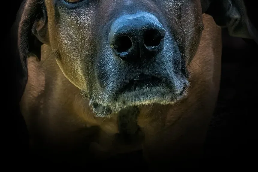 A Perna Torcida do Meu Cão Vai Sarar Sozinha?